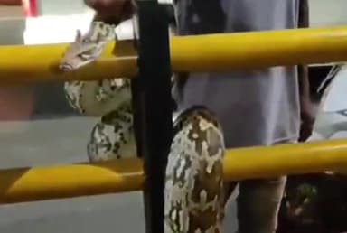 कांकेर: कांकेर शहर के सेंट माइकल स्कूल के पास सड़क के बीच बने बैरिकेट में नजर आया अजगर, वीडियो सोशल मीडिया पर हुआ वायरल