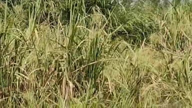 धनौरा: गजरौला के पपसरा खादर बंदे के पास दिखा तेंदुआ, ग्रामीण ने खेत का वीडियो किया वायरल