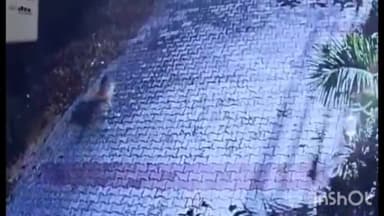 हाथरस: चंडपा थाना क्षेत्र के आगरा-अलीगढ़ नेशनल मार्ग रेवती एनक्लेव में बीती रात तेंदुए जैसा जानवर दिखने से लोग हुए भयभीत