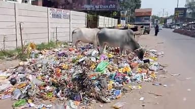 #kanpurnager # ओमपुरवा कानपुर नगर निगम की लापरवाही क्षेत्र की जनता परेशान रोड पर #आवारा जानवर, चलना मुश्किल
@nagernigam