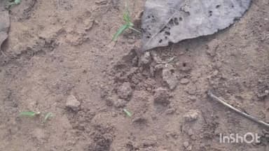 बिजनौर: गांव खारी में गोपालपुर रोड पर किसान के खेत में मिले गुलदार के पैरों के निशान