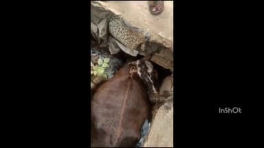 बाबई: माखननगर के वार्ड नंबर 1 में नाली में गिरी गाय, वीडियो हुआ वायरल