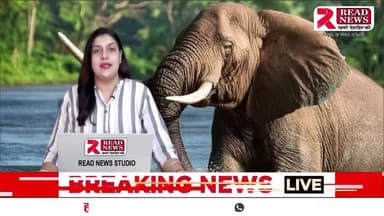 झारखण्ड राज्य के पूर्वी सिंहभूम के चाकुलिया मे जंगली हाथी ने ली जान 
#चाकुलिया #Jharkhand #hathi #JharkhandElection2024