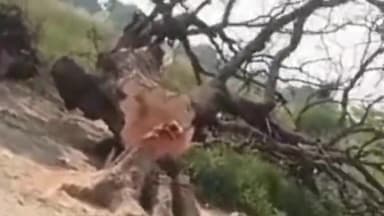 बारा: बड़गोहना कला गांव में काटा गया महुआ का हरा पेड़, स्थानीय लोगों ने वीडियो सोशल मीडिया पर किया वायरल