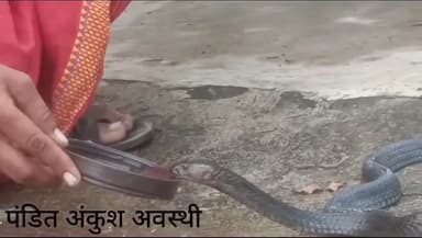 झिरन्या: झिरन्या में सांप को पानी पिलाने का वीडियो हुआ वायरल