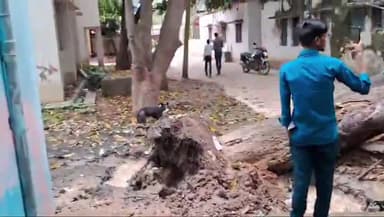 घोसी: घोसी पानी टंकी के पास गिरा विशाल पेड़, आसपास के लोग बाल-बाल बचे