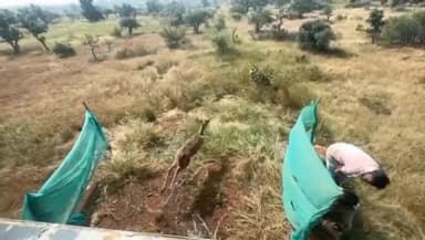 भानपुरा: गांधीसागर चीता प्रोजेक्ट क्षेत्र में कान्हा नेशनल पार्क से छोड़े गए 28 चीतल