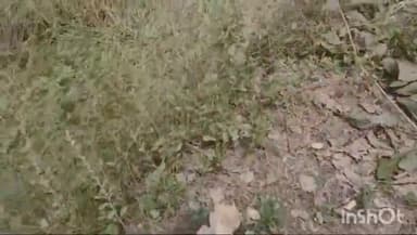 बरहट: NTPC पदाधिकारी की दबंगई, मलयपुर में रैयती जमीन पर लगे 250 सागवान के पेड़ जबरदस्ती काटे, थाना में की गई शिकायत