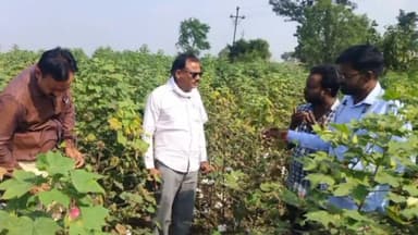 सेलू: सुकळी, वाहितपूर, कान्हापूर आणि मोर्चापूर शिवारात तालुका कृषी विभागाकडून कपाशी पिकाची पाहणी, शेतकऱ्यांना केले मार्गदर्शन