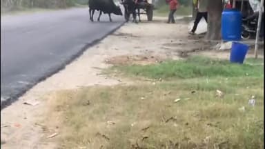 अमरोहा: अतरासी रोड पर गांव मेहंदी की मढैयों के सामने आवारा सांड का आतंक, सांड ने बछड़े पर किया हमला, ग्रामीण परेशान