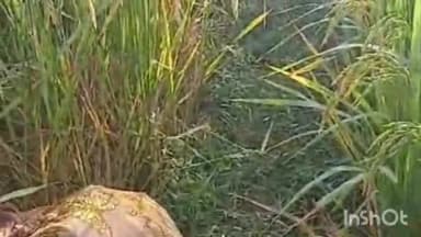 हरलाखी: बेता परसा गांव में धान के खेत से हरलाखी पुलिस ने 1500 बोतल नेपाली शराब किया जब्त, धंधेबाज फरार