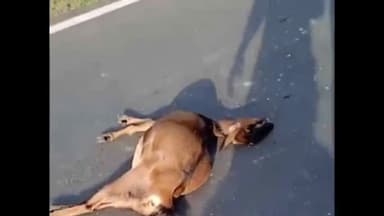 जयसिंहनगर: डोमहार में तेज रफ्तार यात्री बस ने बकरी को कुचल दिया, मौत हो गई