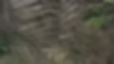 मेरठ: लोहिया नगर क्षेत्र में हाजीपुर के कब्रिस्तान में मिले गोवंश के अवशेष, हिंदू संगठन के लोगों ने किया हंगामा