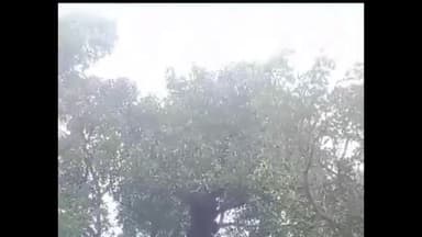 जयसिंहनगर: डोमहार में भालू के आने से ग्रामीणों में दहशत, वन विभाग की टीम निगरानी कर रही है