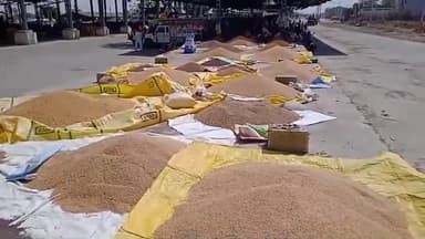 शाजापुर: दीपावली पर शाजापुर कृषि मंडी में रौनक, सोयाबीन 4730 रुपये क्विंटल तक बिका, प्याज के दाम 4600 रुपये क्विंटल तक रहे