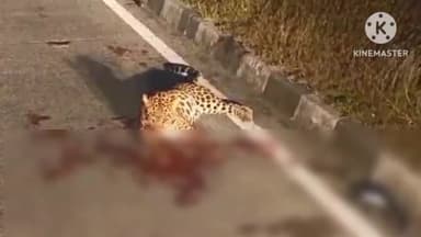 सेलू: केळझर शिवारात वर्धा-नागपूर महामार्गावर अज्ञात वाहनाच्या धडकेत बिबट वाघाचा मृत्यू, वनविभागाची चमू घटनास्थळी दाखल