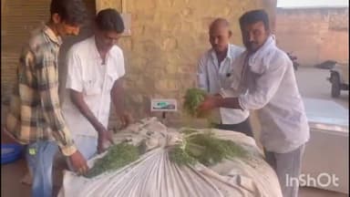 नागौर: नागौर में आज से शुरू हुई पान मैथी की आवक, पहले दिन 151 रुपये प्रति किलो बिकी