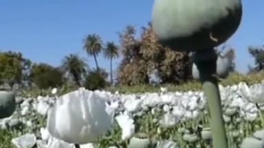 मंदसौर: नई अफ़ीम नीति की हुई घोषणा, ज़िले में किसानों को मिलेंगे 10-10 आरी के पट्टे व 1995-96 के निरस्त पट्टे भी होंगे बहाल