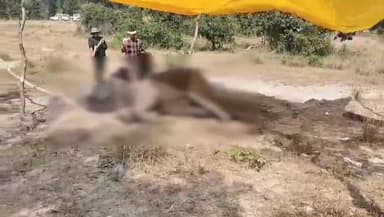 मानपुर: बांधवगढ़ टाइगर रिजर्व में एक और जंगली हाथी की मौत, जंगली हाथियों की मौत का आंकड़ा 8 तक पहुंचा, जांच में जुटी टीम