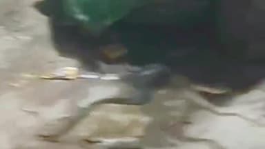 बहराइच: छावनी चौराहा के पास हीरा सिंह मार्केट में बीच बाजार निकला ज़हरीला सांप, मची हड़कंप, मशक्कत के बाद पकड़ा गया