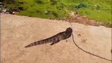 शिवपुरी नगर: अशोक बिहार कॉलोनी में करंट से मगरमच्छ की हुई मौत, 3 दिन के बाद भी शव नहीं हटाए जाने से स्थानीय हुए परेशान