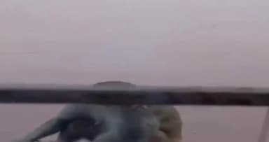 पटना ग्रामीण: बुद्धा कॉलोनी में बंदरों का आतंक, गर्ल्स हॉस्टल में घुसकर ले जा रहे सामान