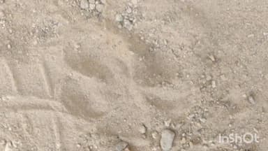 नागौर: खींवसर क्षेत्र में मिले पैंथर के पदचिन्ह, वन विभाग की टीम मौके पर पहुंची