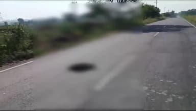 शाजापुर: बेरछा रोड पर अज्ञात वाहन की टक्कर से सियार की हुई मौत