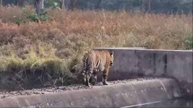 अमानगंज: दीपावली की छुट्टियों में पन्ना टाइगर रिजर्व में बाघ के दर्शन के लिए उमड़ रही भीड़