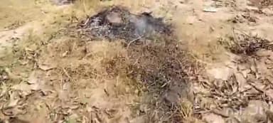 नानपारा: लौकी गांव में ठेकेदार ने बिना परमिट लिए काटा हरे आम का पेड़, शिकायत के बावजूद नहीं हुई कार्रवाई