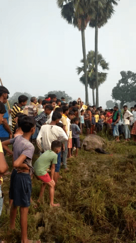 पोसवा गांव के #भैंसा को अहिले गांव में करंट सटा कर मर दिया गया पूरे गांव पहुंचा देखने