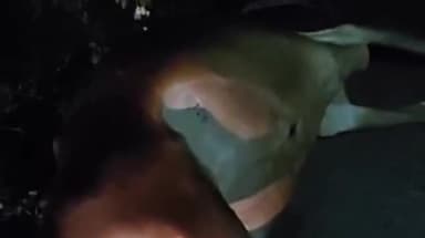 भगवानपुरा: ग्राम मदनी में बोलेरो की टक्कर से गाय की हुई मौत, चालक पर एफआईआर दर्ज