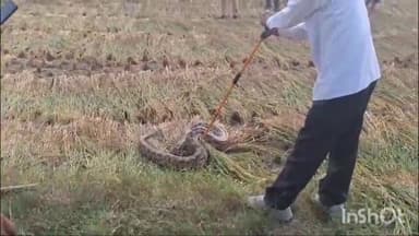 प्रतापगढ़: देवरखा गांव में विशाल अजगर को पकड़ने में वन विभाग की टीम रही नाकाम, वीडियो हो रहा वायरल