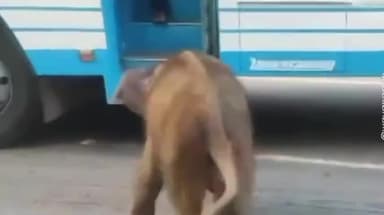 ಗುಂಡ್ಲುಪೇಟೆ: ಬಂಡೀಪುರದ ರಾಷ್ಟ್ರೀಯ ಹೆದ್ದಾರಿಯಲ್ಲಿ ಆನೆ ಮರಿ ತುಂಟಾಟ, ವಾಹನ ಸವಾರರಿಗೆ ಪೀಕಲಾಟ