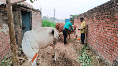 ज्ञानपुर: भदोही में गोपाष्टमी पर गौ आश्रय केंद्रों पर आयोजित हुआ गौ पूजन कार्यक्रम