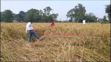 बक्सर: राजकीय बीज गुणन प्रक्षेत्र साहीपुर में फसल जाँच कटनी का प्रयोग, 35.6 क्विंटल प्रति हेक्टेयर धान का उत्पादन हुआ