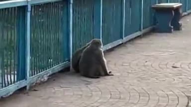 हुज़ूर: भोपाल के वीआईपी रोड पर बंदरों का आतंक, बुजुर्ग महिला घायल