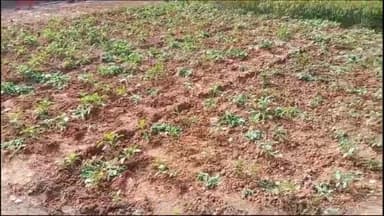 हज़ारीबाग: डेमोटांड मोरंगी में मुखिया के घर चोरी, फसल बर्बाद