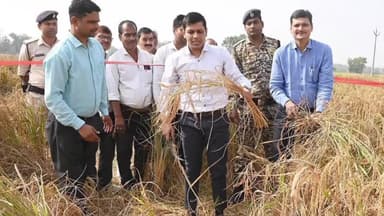 बक्सर: बीज गुणन प्रक्षेत्र महदह में डीएम ने हंसिया लेकर खेत में उतरी, खुद धान की फसल काटी