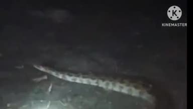 प्रतापगढ़: भनईपुर गांव में ग्रामीणों ने विशाल अजगर को कड़ी मशक्कत के बाद पकड़कर बोरी में बंद किया