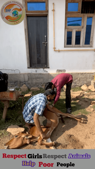 हम लोगो की गलती के बजेशे ये होता है 🥺🙏🏻Respect Girls help poor help animals #apsgurjar #help #viral #support #cow