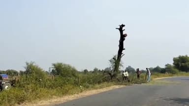 सीतामऊ: कचनारा रोड पर दिनदहाड़े अवैध रूप से काटे जा रहे पेड़, बिना परमिशन के काटे जा चुके हैं 10 से अधिक पेड़