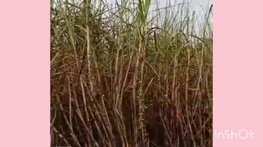 मिहींपुरवा: रामपुर धोबियाहार में हाई वोल्टेज तार से गन्ने की फसल में लगी आग, तीन बीघा फसल जली