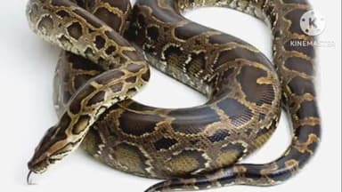 ओरमांझी: पिस्का के होटल में बड़ा अजगर घुसा, ग्रामीणों ने पकड़कर जंगल में छोड़ा