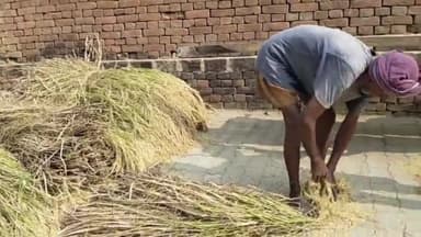 बक्सर: भरचकिया गाँव में सोनाचूर धान के उत्पादन का हुआ आंकलन, 1 हेक्टेयर में 36.4 क्विंटल हुआ सोनाचूर प्रभेद का धान