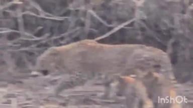 कुम्भलगढ़: कुंभलगढ़ अभयारण्य में पैंथर परिवार का दीदार, पर्यटकों, क्षेत्रवासियों और व्यापारियों में खुशी की लहर