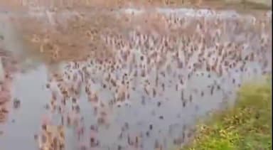 शाहनगर: शाहनगर तहसील के इमलिया गांव के बांध से अधिक पानी छोड़ने से किसानों की फसलें बर्बाद हो रही हैं