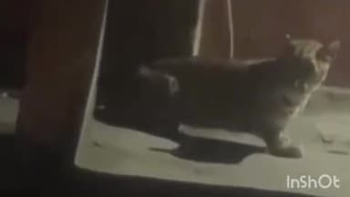 कुम्भलगढ़: कुम्भलगढ़ क्षेत्र के समीचा गांव में पेंथर का मूवमेंट, क्षेत्रवासियों में भय का माहौल