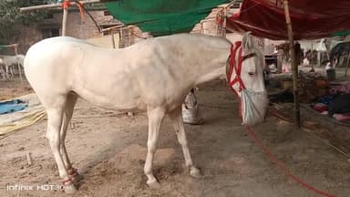 #सोनपुर मेला घोड़ा बाजार@