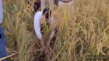 कटिहार: DM मनेश कुमार मीणा ने भवाड़ा में खेतों में उतरकर धान की फसल काटी, सड़क किनारे फसलों की सफाई भी की